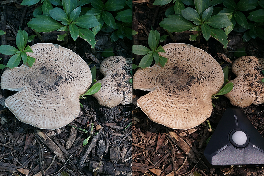 Fungi11.png